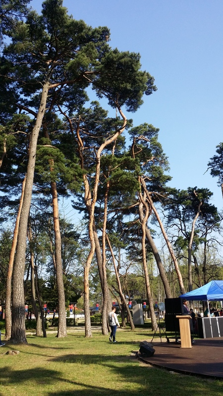 2017년 4월 난설헌 문화제